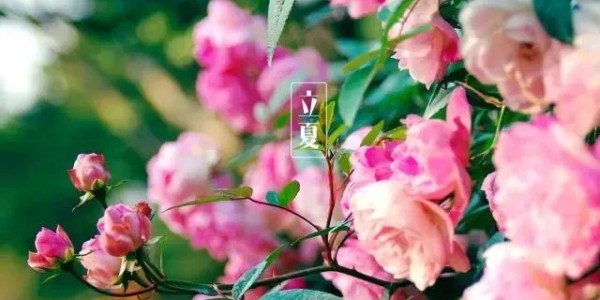 今日<i style='color:red'>立夏</i>丨春藏夏長，愿你生如夏花，熱烈絢爛,一路芬芳！